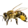 149952-honey-flying-bee-free-hq-image